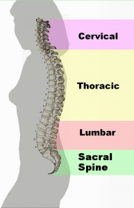 Spinal_column_curvature_2011